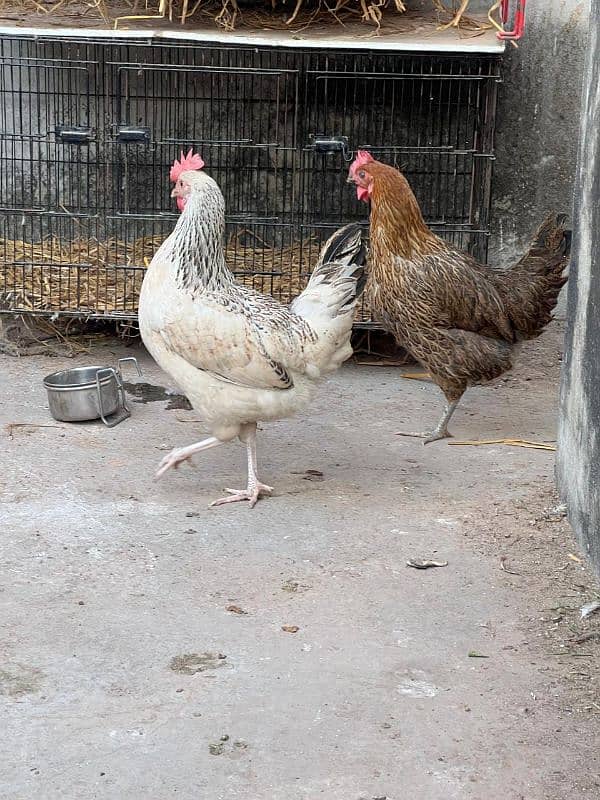 golden misri hens and rooster for sale 6