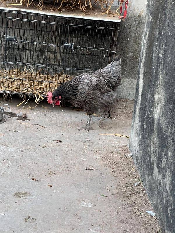 golden misri hens and rooster for sale 9