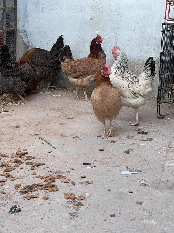 golden misri hens and rooster for sale 11