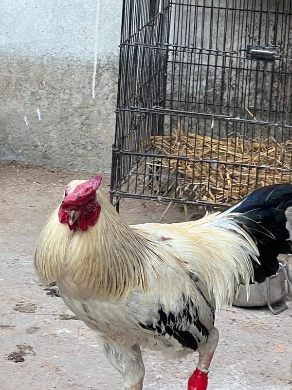 golden misri hens and rooster for sale 13