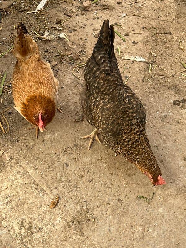 golden misri hens and rooster for sale 17