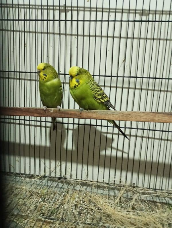 exsebition budgie for sale 0