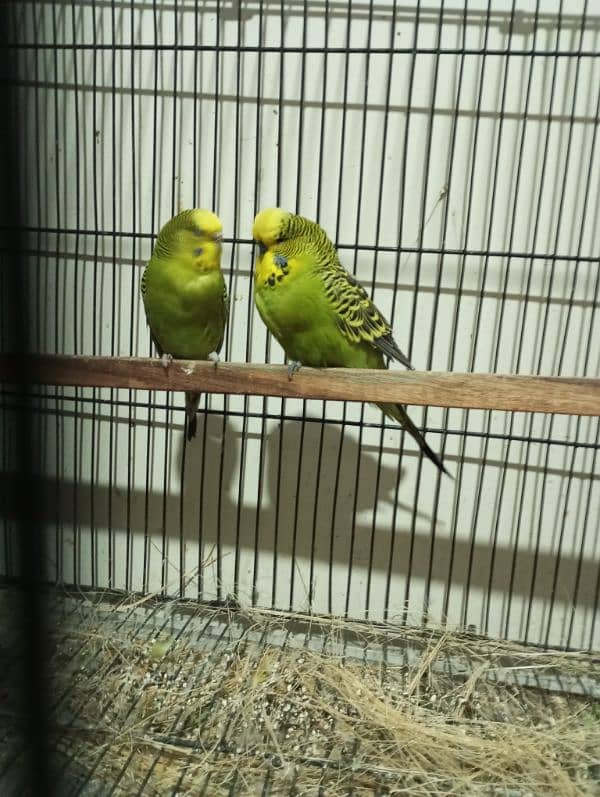 exsebition budgie for sale 1