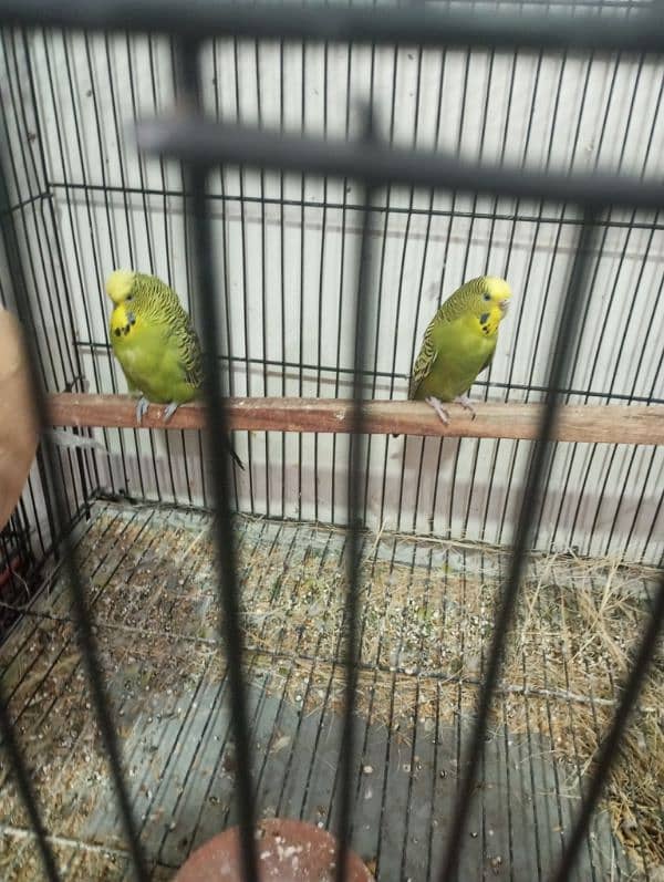 exsebition budgie for sale 2