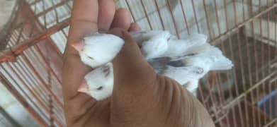 Saddleback Exhibition Zebra Finches