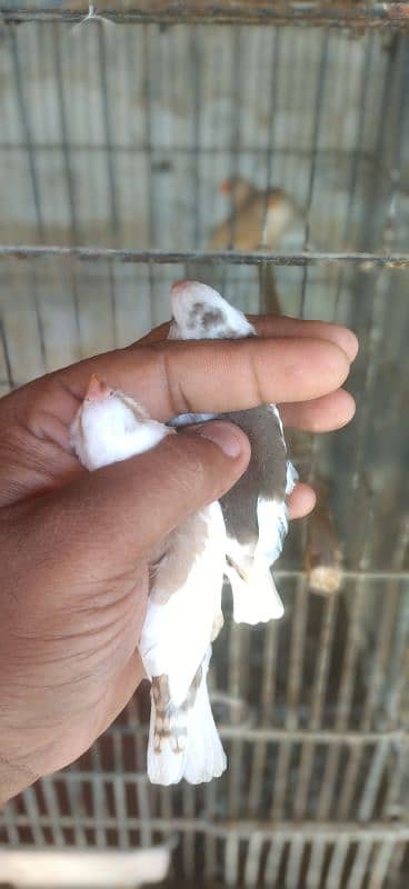 Saddleback Exhibition Zebra Finches 1