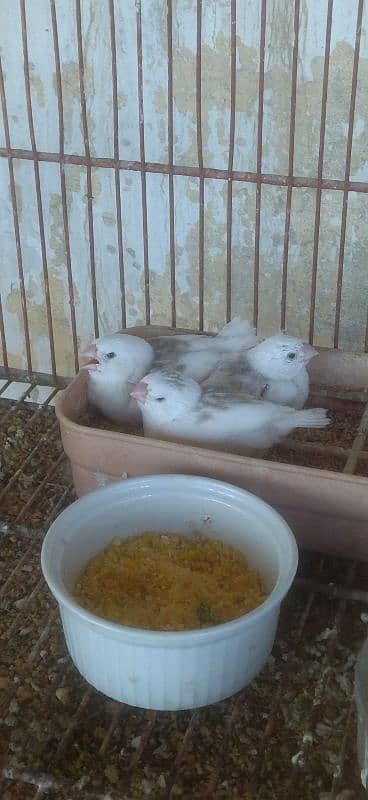 Saddleback Exhibition Zebra Finches 2