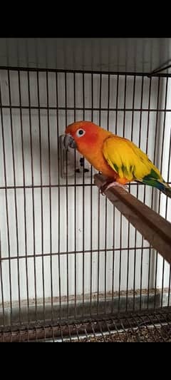 Female sunconure