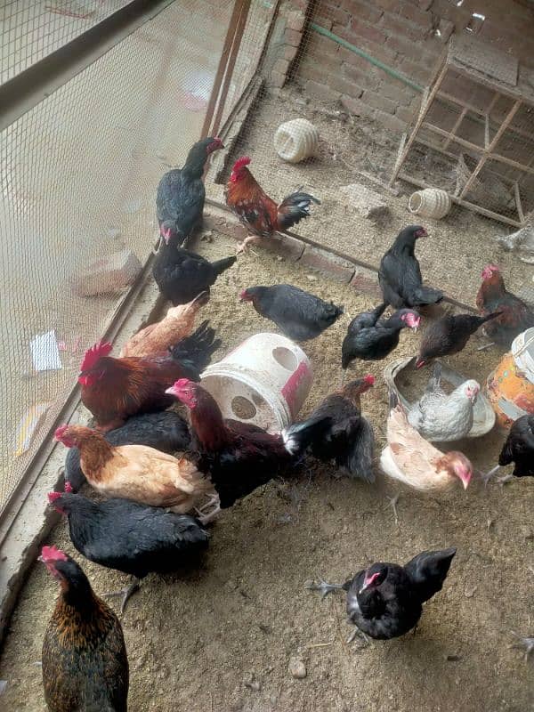 Pure desi or aseel egge laying hens for sale 1