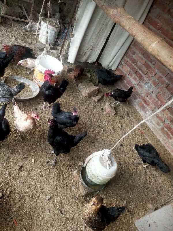 Pure desi or aseel egge laying hens for sale 2