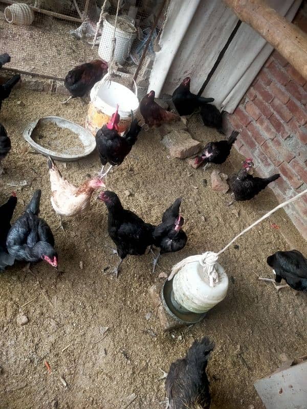 Pure desi or aseel egge laying hens for sale 3