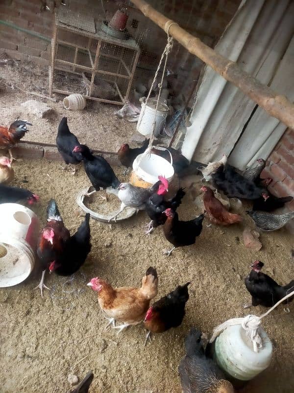 Pure desi or aseel egge laying hens for sale 4