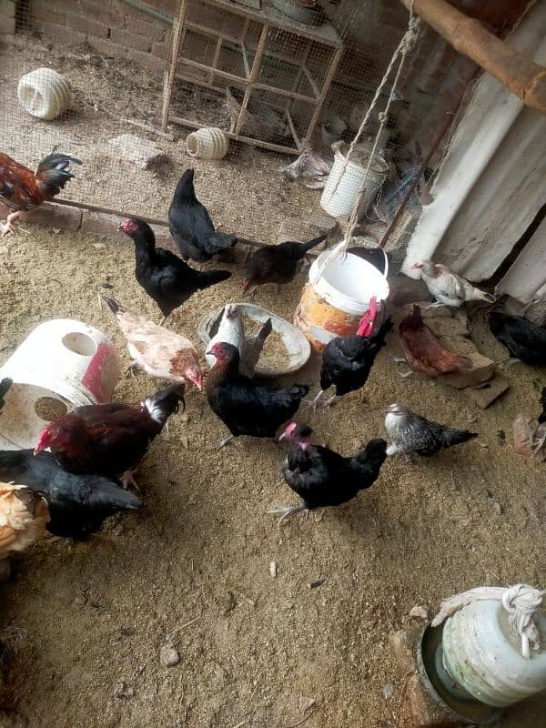 Pure desi or aseel egge laying hens for sale 5