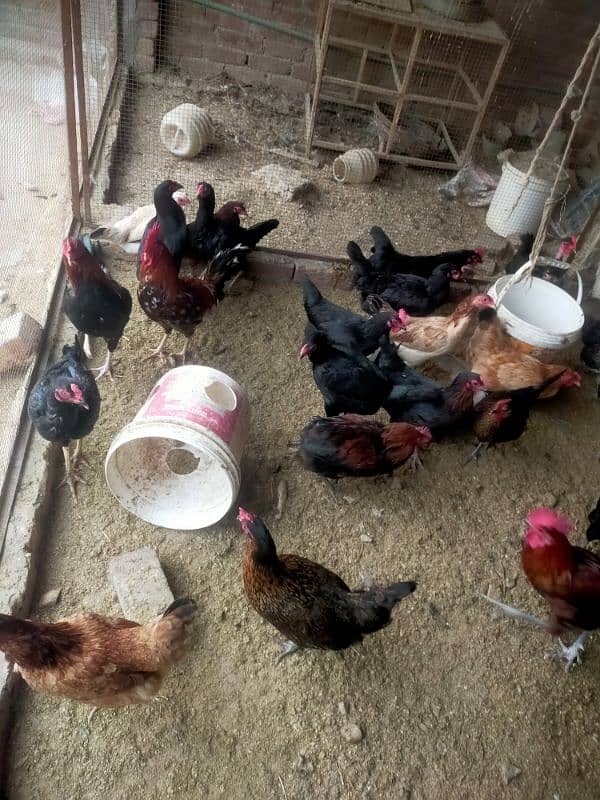 Pure desi or aseel egge laying hens for sale 7