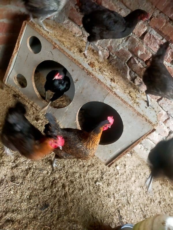 Pure desi or aseel egge laying hens for sale 8