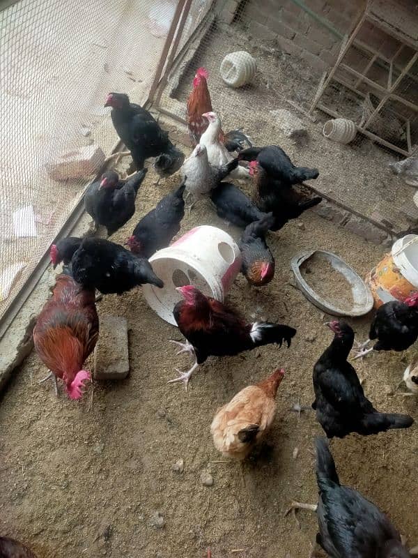 Pure desi or aseel egge laying hens for sale 9