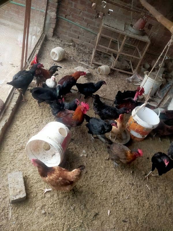 Pure desi or aseel egge laying hens for sale 10