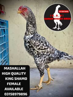 KING AND JAPANESE SHAMO EGG LAYING FEMALES AVAILABLE.