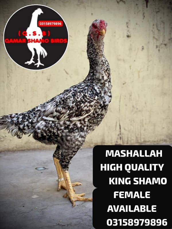 KING AND JAPANESE SHAMO EGG LAYING FEMALES AVAILABLE. 1