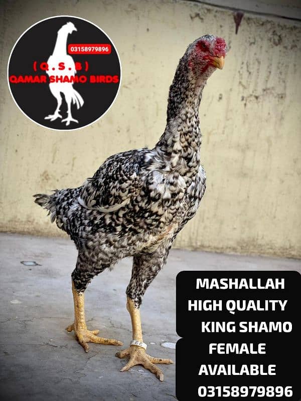 KING AND JAPANESE SHAMO EGG LAYING FEMALES AVAILABLE. 2