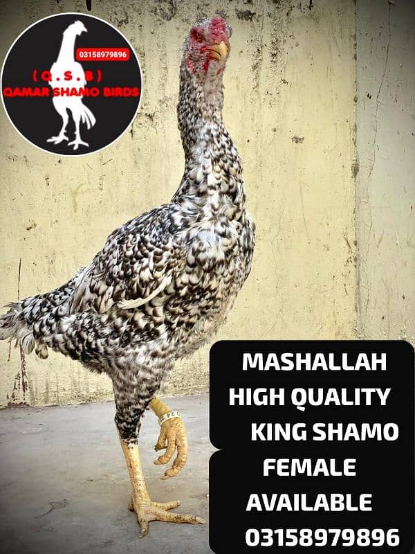 KING AND JAPANESE SHAMO EGG LAYING FEMALES AVAILABLE. 3