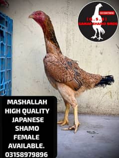 JAPANESE SHAMO EGG LAYING FEMALE AVAILABLE.