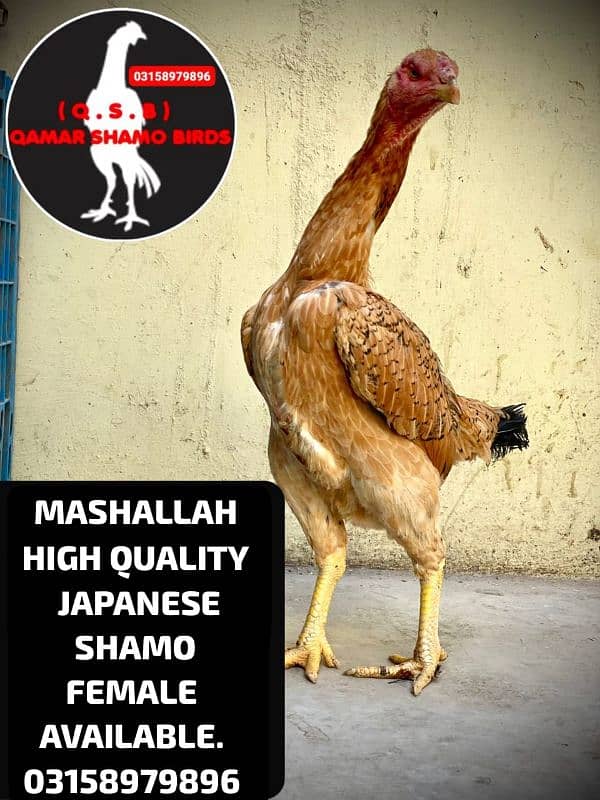 KING AND JAPANESE SHAMO EGG LAYING FEMALES AVAILABLE. 6