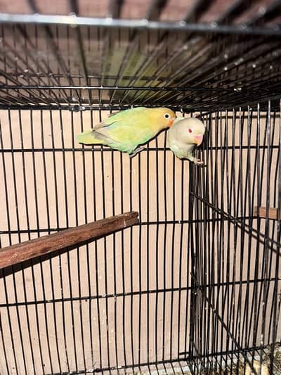 love birds or cage