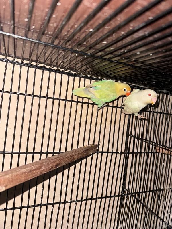 love birds 2