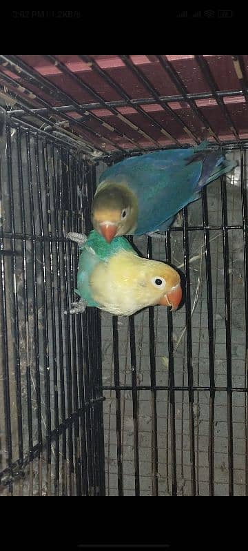 love bird breeder pair 0