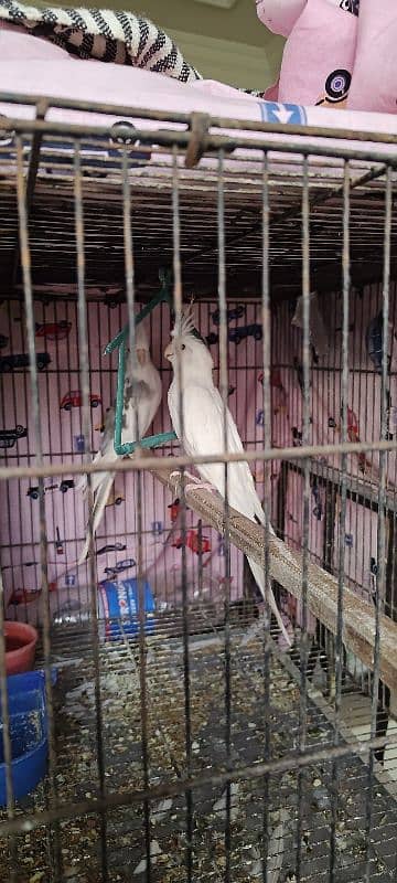 cockatiel red eyes breeders pair and 1 female. 0