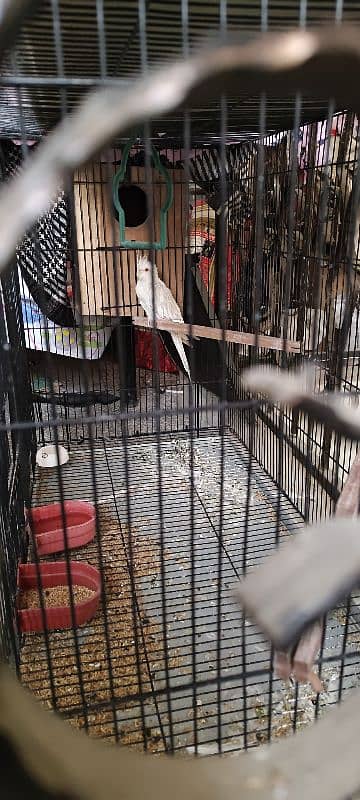 cockatiel red eyes breeders pair and 1 female. 2