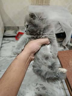 persian females kittens grey color