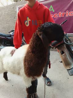 kajla /chatra / bakra | mundra | Breader | بکرا | male Sheep /goat