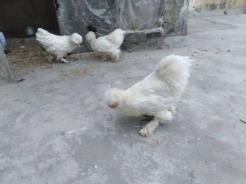 Sultan Crock And Hens For Sale 1