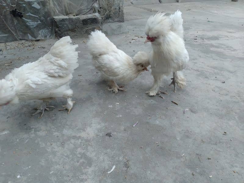 Sultan Crock And Hens For Sale 2