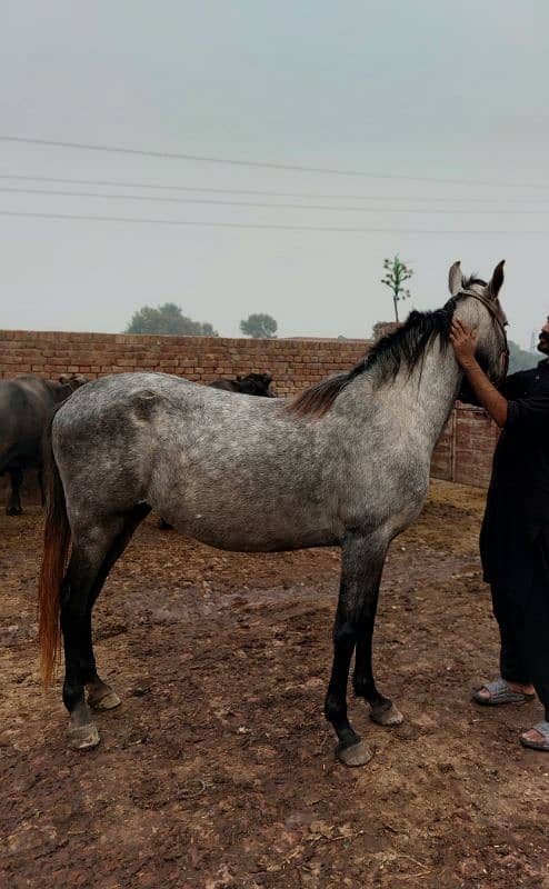 pregnant horse female 1