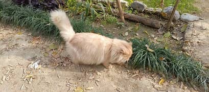 Persian Cats Double Coated