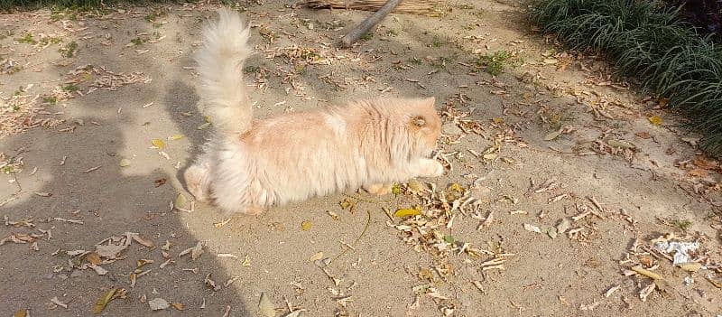 Persian Cats Double Coated 2