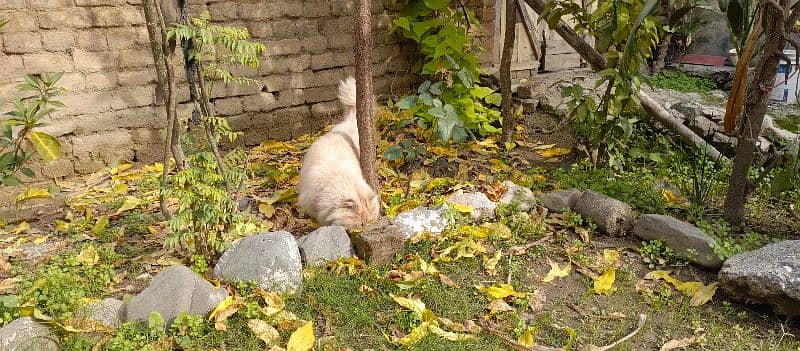 Persian Cats Double Coated 3