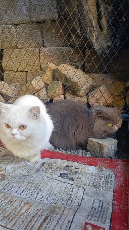 Persian Cats Double Coated 4