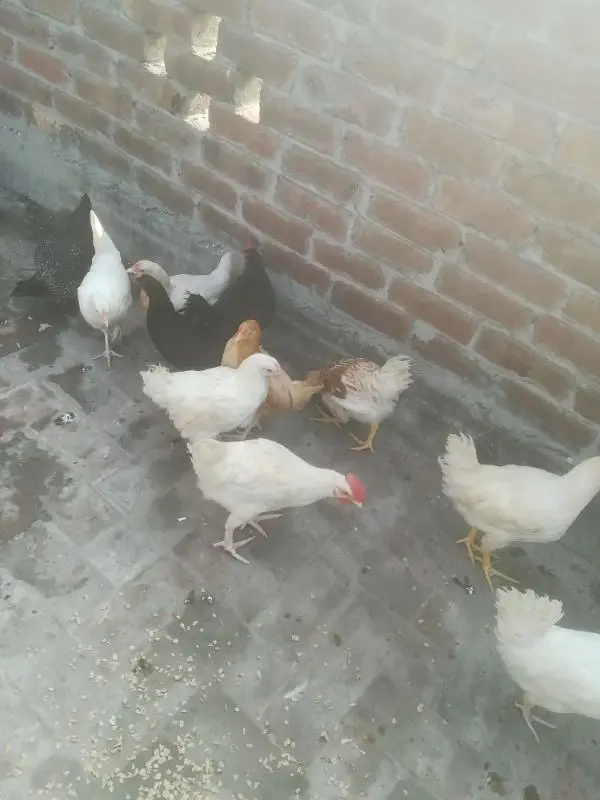 goldan misri — photo 2