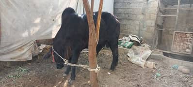 qurbani bachre for sell