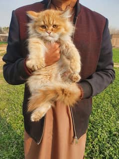 Persian Female kitten