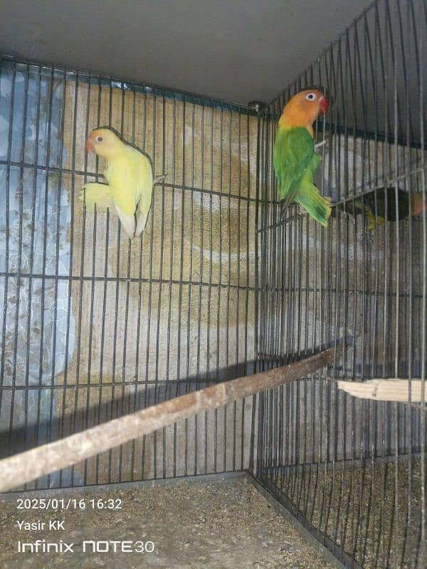 LoveBirds For sale in cheap Prices. 0