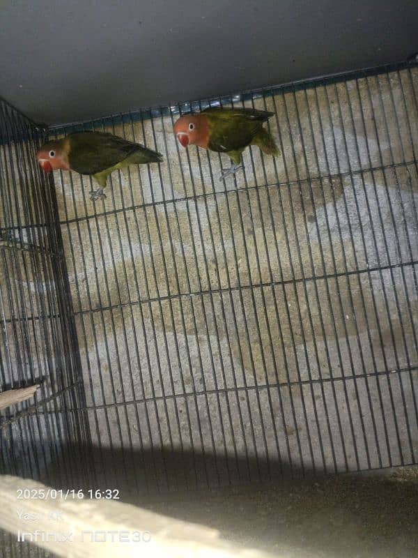 LoveBirds For sale in cheap Prices. 1