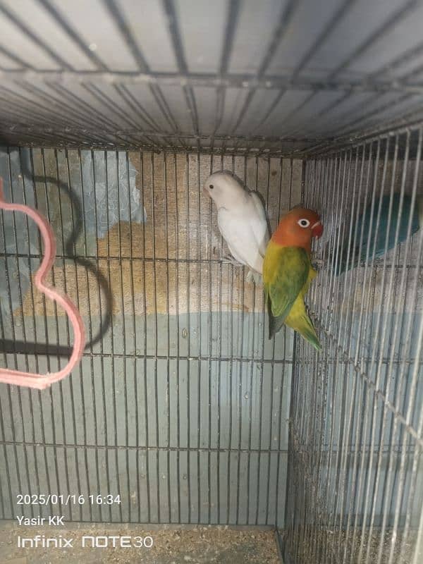 LoveBirds For sale in cheap Prices. 2