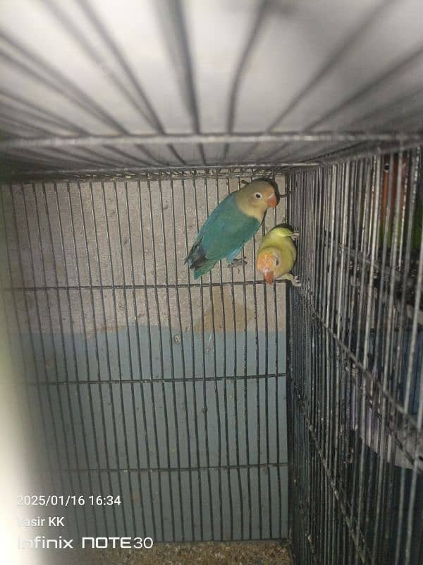 LoveBirds For sale in cheap Prices. 3