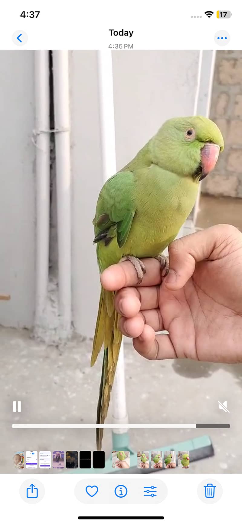 Hand tamed Green Parrot for sale. 0