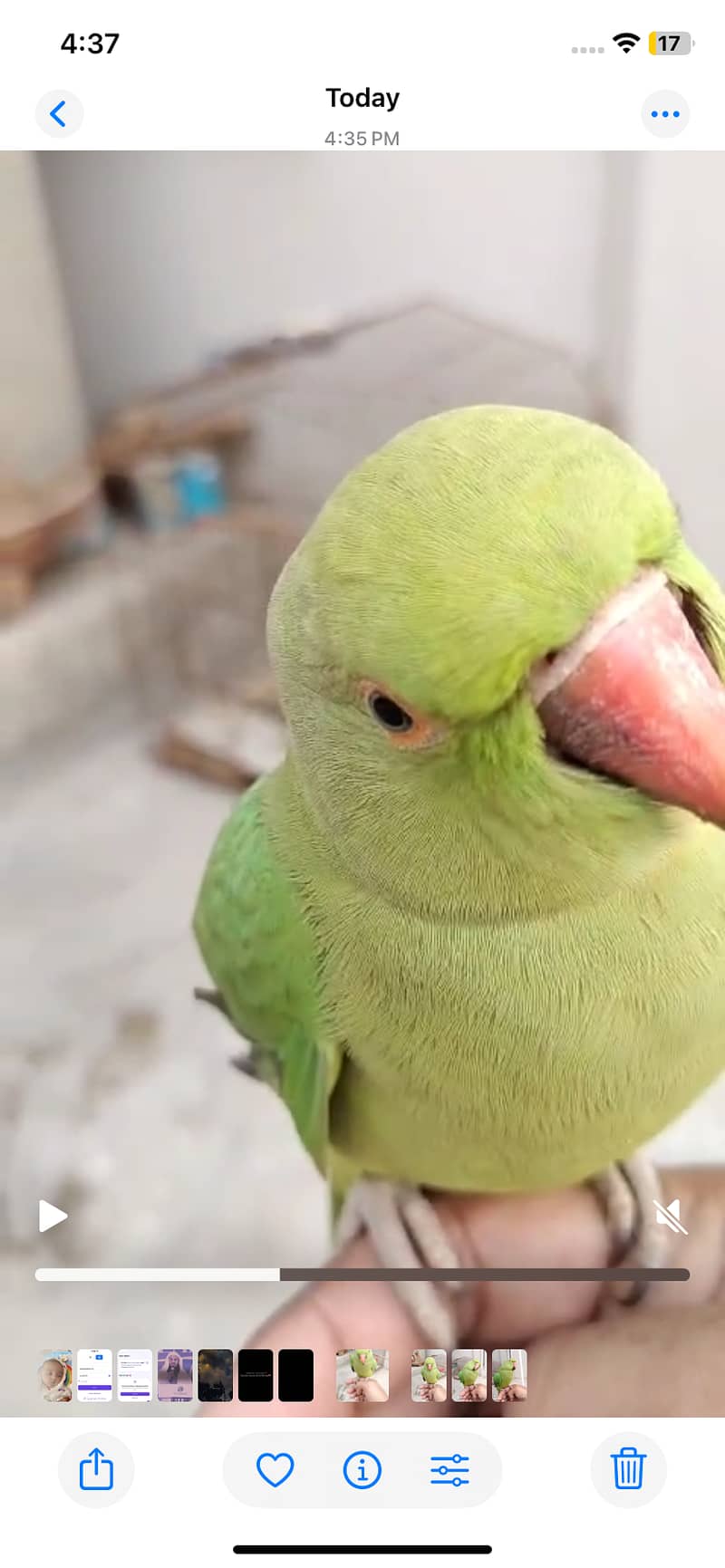 Hand tamed Green Parrot for sale. 1